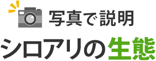 写真で説明「シロアリの生態」